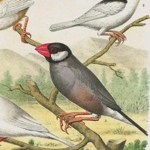Grabado de la Sociedad Japonesa de 1884: Pinzón y gorrión de Java, cromolitografía antigua de ornitología.