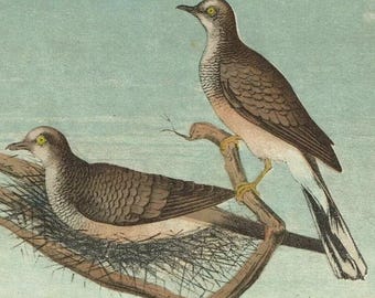 Zebraduva 1884 Originalkromolitografi — L'Acclimatation Illustre Bryssel — Geopelia Striata Antik belgisk fågeltryck