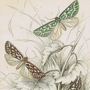 Pode incluir: Uma ilustração botânica vintage rotulada como PLATE 30 apresentando três mariposas em folhagem. Uma mariposa é verde com marcas brancas, enquanto duas são marrons com padrões brancos. O texto na parte inferior lista Dichroma equestralis, histrionalis e arcualis.