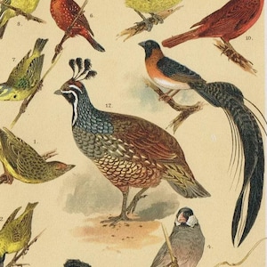 May include: A vintage-style botanical print featuring thirteen numbered illustrations of various colorful birds perched on branches. The text at the bottom reads Ausländische Stubenvögel. Taf. II. The birds are depicted in shades of yellow, red, blue, and brown.