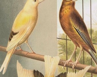 Linnet Canary Mules 1878 Original Chromolithographie - Cassell's Canaries & Cage Birds - Hybrid Cage Bird Antiker viktorianischer Vogeldruck