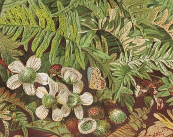 Viktorianskt tryck av vanlig polypodiormbunke 1867 Botanisk illustration London illustrerad almanacka Antik naturdekor Ormbunkekonst