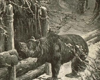 Gevangen beer in een besneeuwd bos — Antieke prent van Frank Feller — Drama over overleven in de wildernis — Zwart-wit illustratie