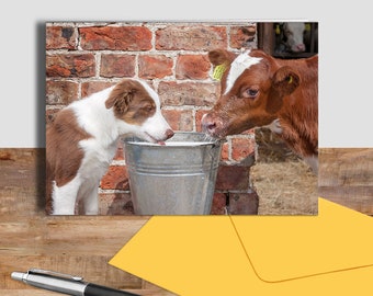 Red Border Collie and Calf greetings card. Farm animal card