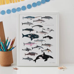 Whale and Dolphin Print, Dolphin wall art, Whale print, Whale wall art, giclee print, animal present, baby nursery decor, Cetacean print image 1