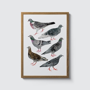 Impresión de paloma, arte de pared, regalo, bandada ilustrada de palomas, póster de tipos de aves, regalo para amantes de las aves, aves de ciudad, A4, A3, A2, 8x10, 11x14, 16x20