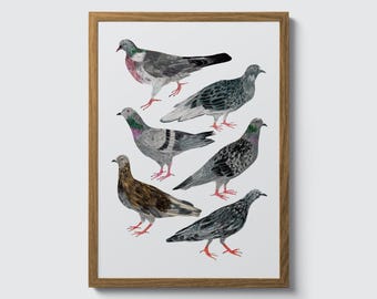Pigeon Art Print: Illustrated Bird Types, City Birds Poster