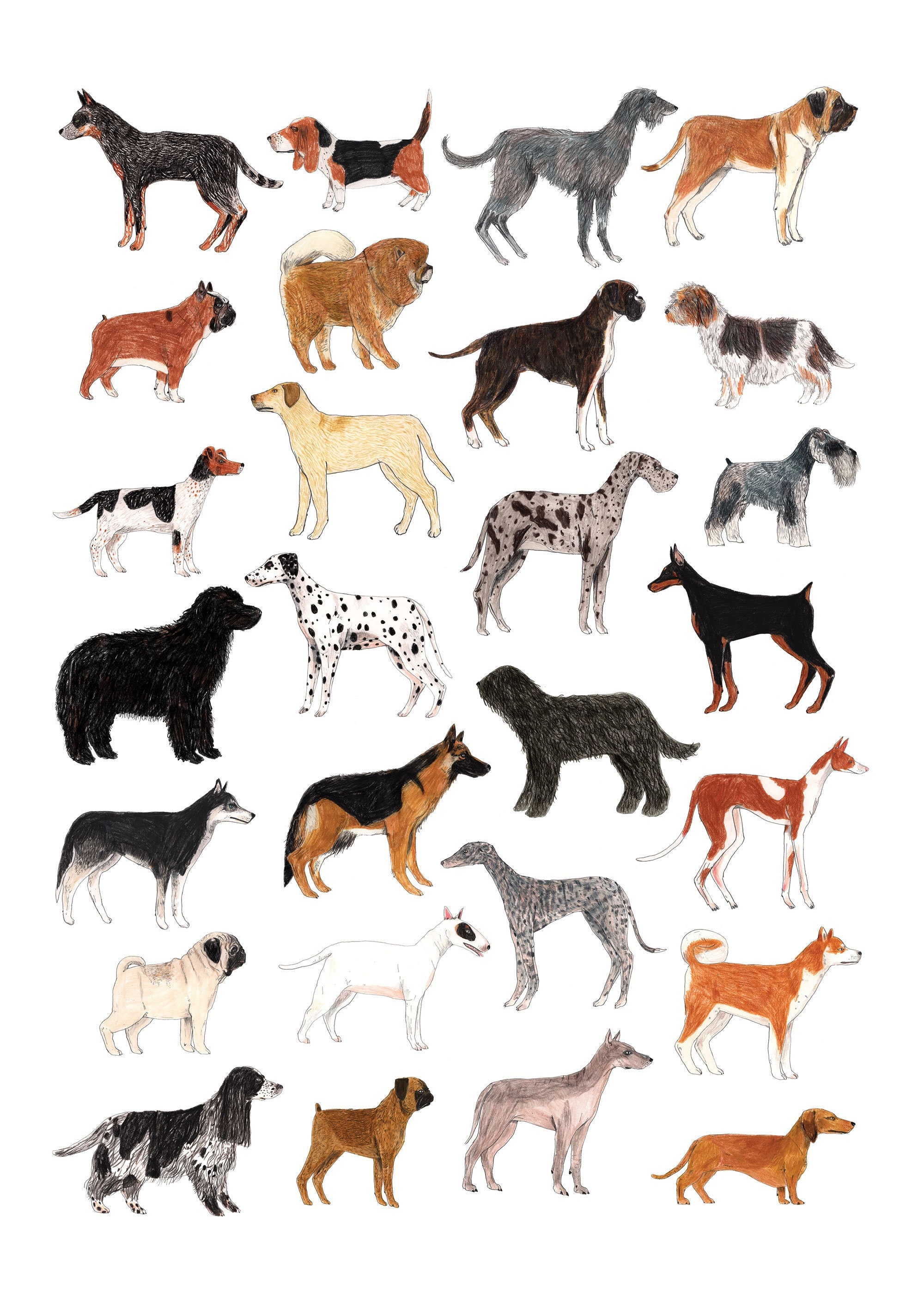 Dog Wall Art Print Gift for Dog Lovers Dog Breed Print - Etsy UK