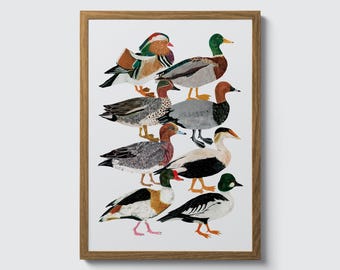 Ducks Art Print: Illustrated Bird Types, Pond Life Birds Poster