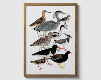 Wading Birds Art Print: Illustrated Bird Types, Sea Birds Poster