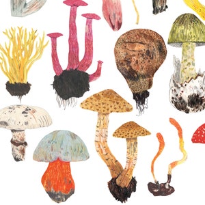 Mushrooms Print, Toadstool Wall Art, Mushroom decor, Botanical print, Fungi poster, Kitchen Wall Art, Home Kitchen decor, Foraging, Wild image 4