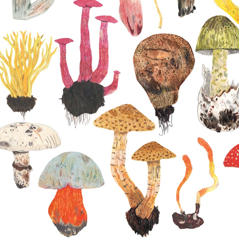 Mushrooms Print, Toadstool Wall Art, Mushroom decor, Botanical print, Fungi poster, Kitchen Wall Art, Home Kitchen decor, Foraging, Wild image 4
