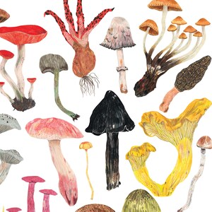 Mushrooms Print, Toadstool Wall Art, Mushroom decor, Botanical print, Fungi poster, Kitchen Wall Art, Home Kitchen decor, Foraging, Wild image 5