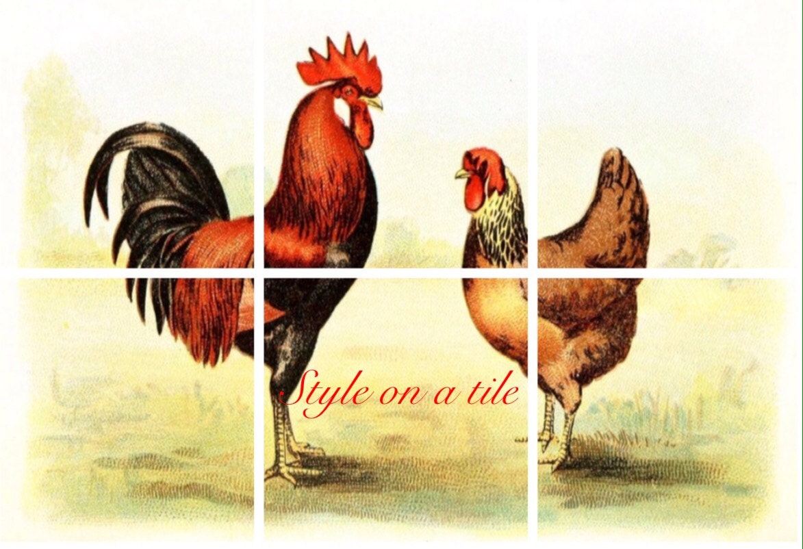 Farm Single Comb Brown Leghorn Rooster Cockerel Chicken 6 X 6