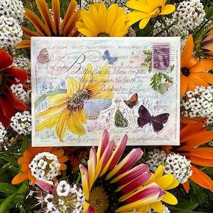 Blaue Schmetterlinge Garten-Samen-Paket Gossamer-Winged Familie
