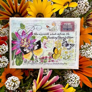 Yellow & Whites Butterfly Garden Samen Paket - Pieridae Familie