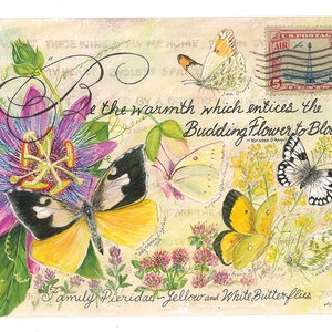 Cartes postales de collection vintage de la famille Jaune et Blanc Papillon