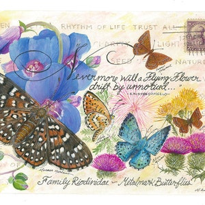 Metalmark Schmetterling Familie Vintage Sammler Postkarten