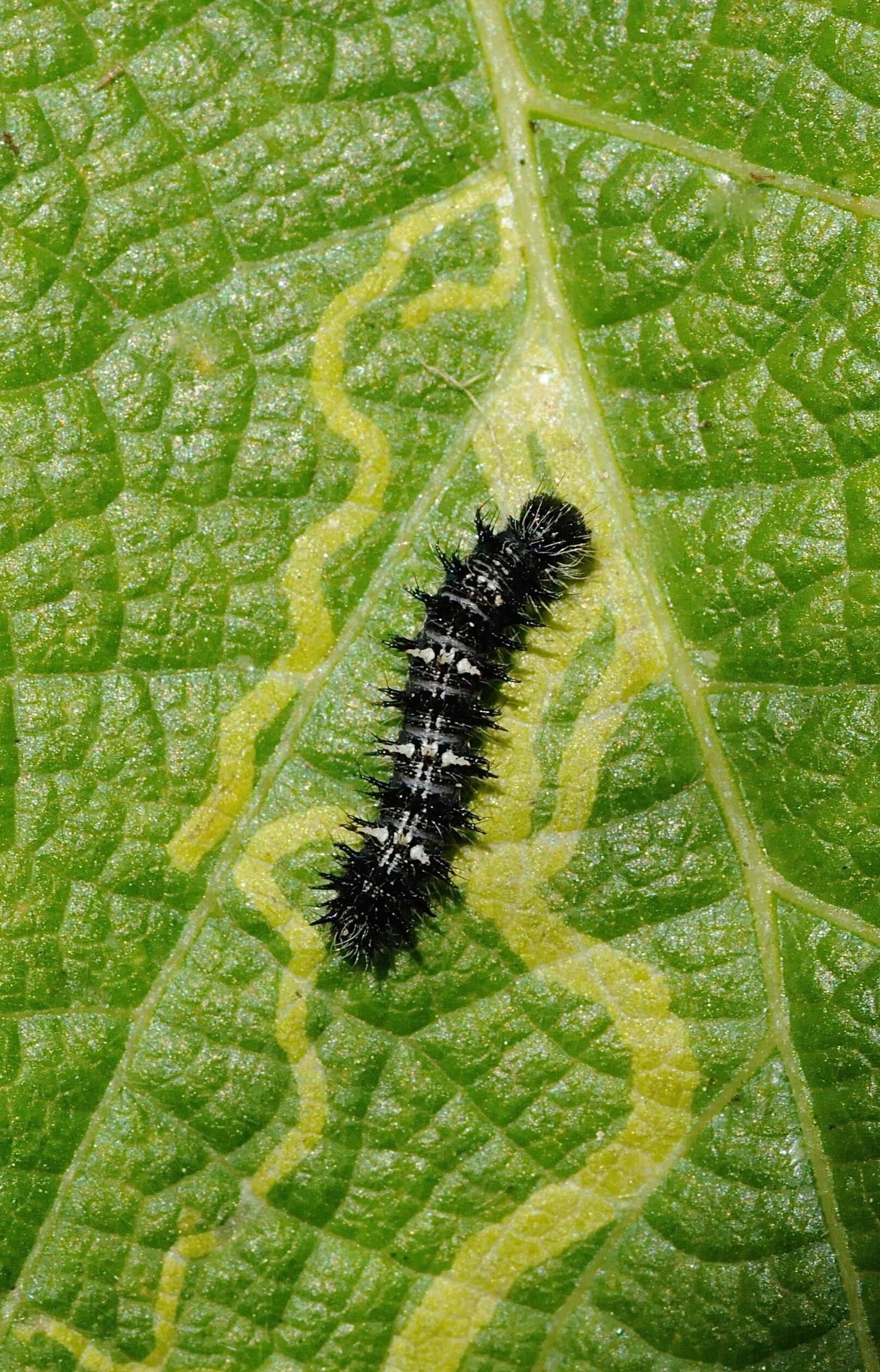 Painted Lady Butterfly Larvae Kit Etsy