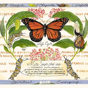 Cartes postales de collection vintage du cycle de vie de la métamorphose du papillon monarque