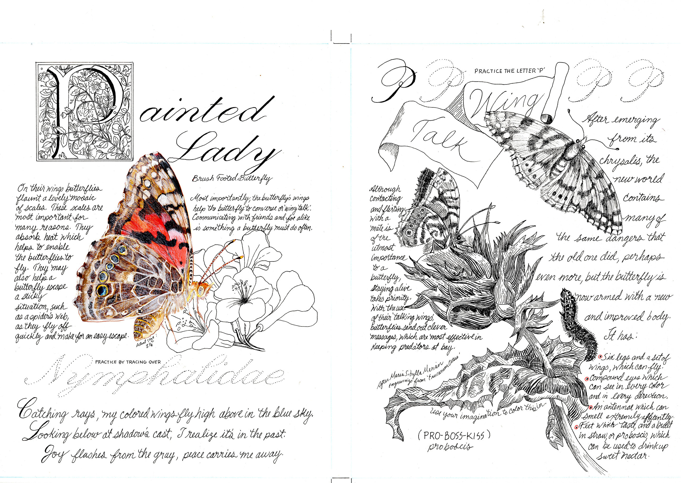 Painted Lady Butterfly Larvae Kit Etsy