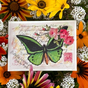 Le papillon oiseaux de la reine Alexandra adore un paquet de graines de rose