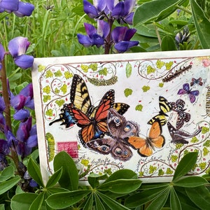Dieu a rêvé d'un papillon qui vole en flèche en paquet de graines de style vintage