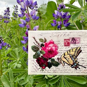 Le papillon machaon adore un paquet de graines de rose