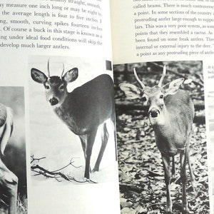 World White Tailed Deer Leonard Rue Vintage Book Photography 1962 1st