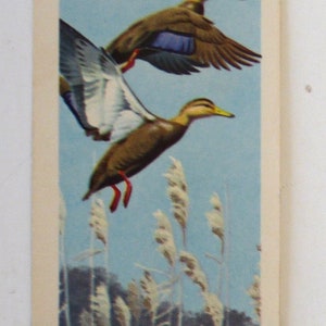 Red Rose Blue Ribbon Coffee premium collectors bird card vintage 1962 duck Reece artist