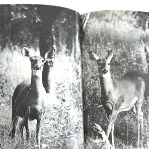 World White Tailed Deer Leonard Rue Vintage Book Photography 1962 1st