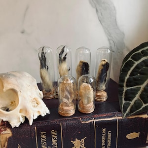 Real Animal Foot Display; Real Coccoon Display; Glass Jar Display; Witchy Goth Decor; Dark Academia; Cottagecore