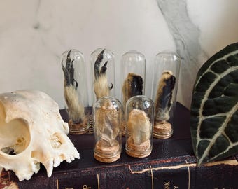 Real Animal Foot & Cocoon Display, Witchy Gothic Decor