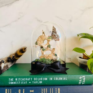 Echte Insektenanzeige; Echte Schmetterlingskäfer-Kunst; Glasbehälter; Witchy Goth Dekor; Dunkle Academia; Baumwollgarn