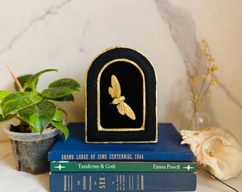 Aurecanta - Framed Insect Art: Gold Leaf Gilded Cicada