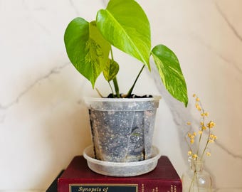 Monstera Aurea; Monstera Houseplant