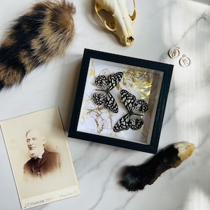 Mystery Box; Oddities Mystery Box; Curiosities Mystery Box; Nature Mystery Box; Witchy Goth Decor; Dark Academia