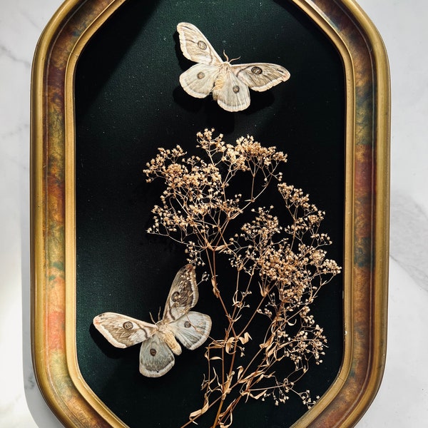 Real Insect Art; Framed Insect Art; Real Moth; Antique Ornate Frame; Convex Glass; Bubble Glass; Witchy Goth Decor; Dark Academia