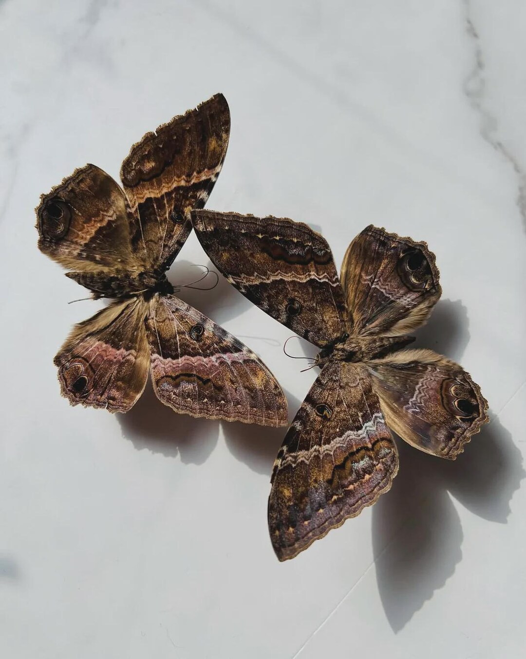 Private Insect Mounting Class: Kit & Digital Guide Included - Etsy