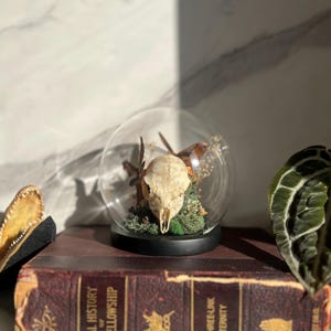 Echte Schädelkunst; Echte Insektenkunst; Glasglocke; Getrocknete Pflanzenstoffe; Witchy Goth Drcor; Dunkle Academia; Baumwollgarn