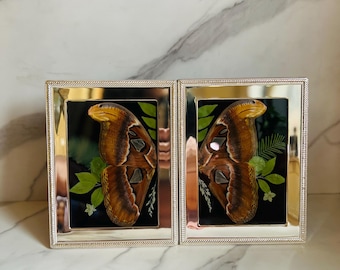 Real Atticus Atlas Moth Wing Art in Antique Silver Frame (5x7")