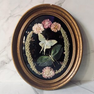 Bubble Glass Moth - Etsy