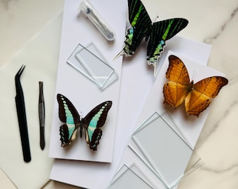 Insect Mounting / Pinning Kit; Comprehensive Digital Guide; Unspread Butterfly Moth Specimen