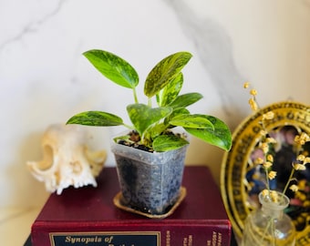Green Congo Variegated Philodendron Seedling