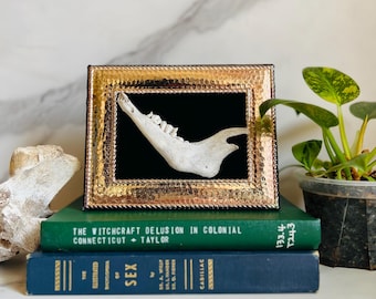 Framed Goat Jaw Taxidermy: Witchy Goth Dark Academia Decor, Antique Copper Frame