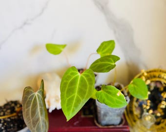 Besseae aff. x Fort Sherman Anthurium Seedling