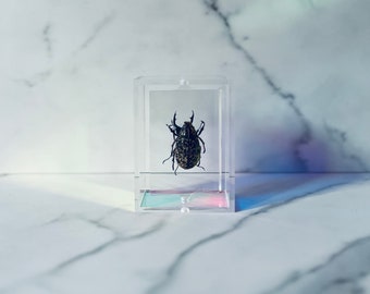 Real Insect Art; Taxidermy Beetle; Iridescent Frame; Witchy Goth Decor; Dark Academia