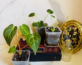 Magnificum x (Verde x Forgetii) Anthurium Seedling