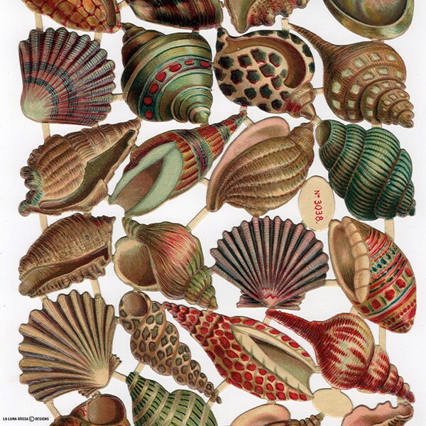 Seashell Cutouts Etsy Seashell Cutouts Etsy