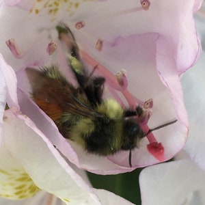 Rhododendron and Bumble Bee, Flower Photo Art, Prints or Cards